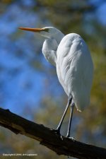 Egret_551(850px).jpg