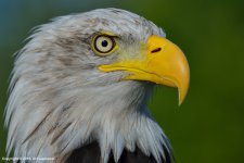 Bald-Eagle_01(850PX).jpg