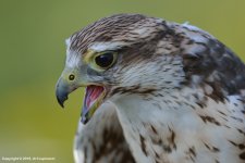 Falcon.jpg
