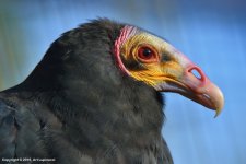 Turkey-Vulture.jpg
