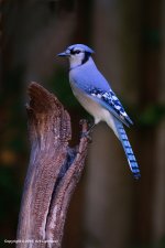 Blue-Jay-_07(850px).jpg