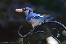 Blue-Jay-_01.jpg