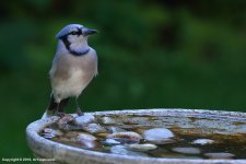 Blue-Jay-_02.jpg