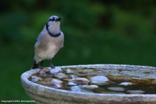 Blue-Jay-_03.jpg