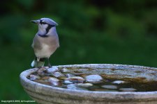 Blue-Jay-_04.jpg