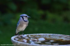 Blue-Jay-_05.jpg