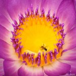 lotus-in-the-pot-2.jpg