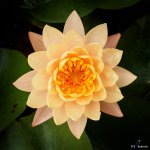 lotus-in-the-pot-3.jpg