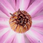 lotus-in-the-pot-6.jpg