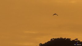 bird-flying-into-sunset-3.jpg