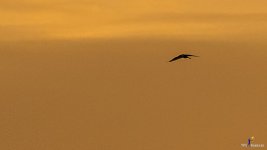 bird-flying-into-sunset-4.jpg