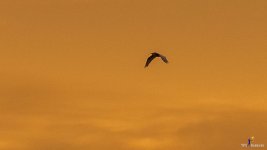 bird-flying-into-sunset-5.jpg