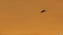 bird-flying-into-sunset-6.jpg
