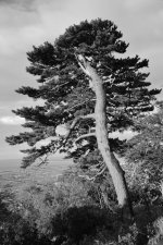 DSC_0425a.jpg