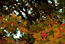 Colorful Farmington Canyon Tree  10-6-2016.jpg