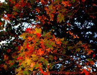 Colorful Farmington Canyon Tree #2  10-6-2016.jpg