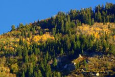 Farmington Canyon Autumn Trees  10-6-2016.jpg