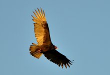 ROY_0830.JPG
