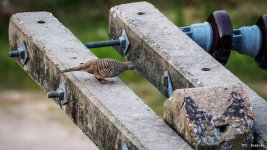 bird-sitting-power-pillow.jpg