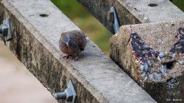 bird-sitting-power-pillow-3.jpg