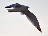 Gull2.jpg