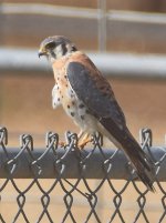 Kestrel4.jpg