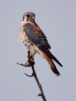 Kestrel5.jpg