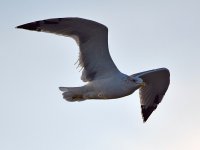 Gull.jpg