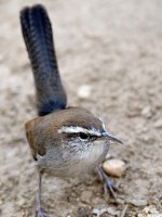 Wren.jpg