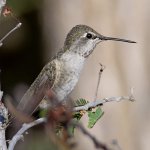 Hummer6.jpg