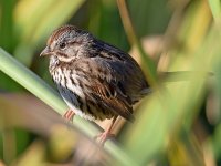 Sparrow2.jpg