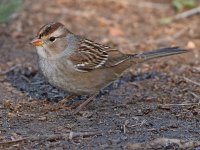 Sparrow8.jpg