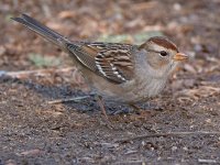 Sparrow5.jpg