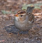 Sparrow7.jpg