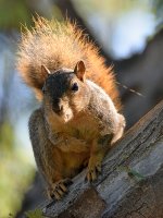 Squirrel2.jpg