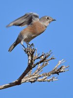 Bluebird2.jpg