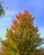 Autumn Tree #1 10-8-2016.jpg