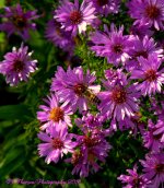 Purple Dasies with a Bee 10-7-2016.jpg