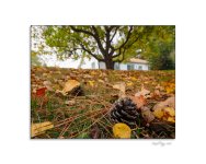 Automne sous le pommier.jpg