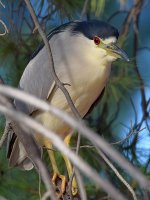 BlackHeron5.jpg