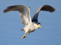 BlackHeron2.jpg