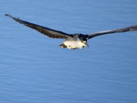 BlackHeron3.jpg