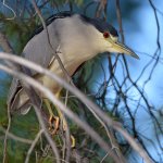 BlackHeron4.jpg