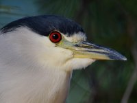 BlackHeron7.jpg