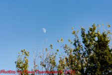 playing-5133.jpg