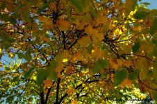 Yellow Leaves 10-9-2016.jpg