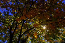 Orange Leaves with Sun Star 10-9-2016.jpg