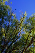 Curly Willow Tree  #2 10-9-2016.jpg