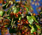 Crab Apples 10-9-2016.jpg