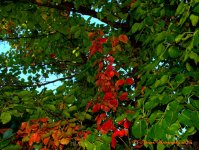 Crab Apple Tree 10-9-2016.jpg